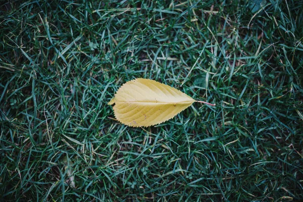 Una Vista Superior Una Pequeña Hoja Caída Amarilla Seca Sobre — Foto de Stock