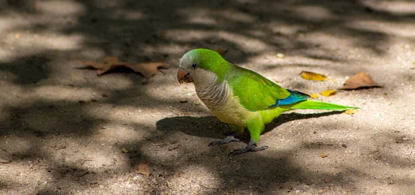Egy Cuki Kis Zöld Papagáj Közelsége Földön Levelek Árnyékában Egy — Stock Fotó