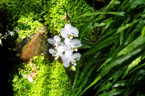 花园中的白色兰花风景 — 图库照片