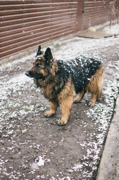 Ένα Κάθετο Πλάνο Ενός Σκύλου Ένα Χιονισμένο Πάρκο — Φωτογραφία Αρχείου