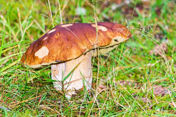秋に成長している真菌のクローズアップショット — ストック写真