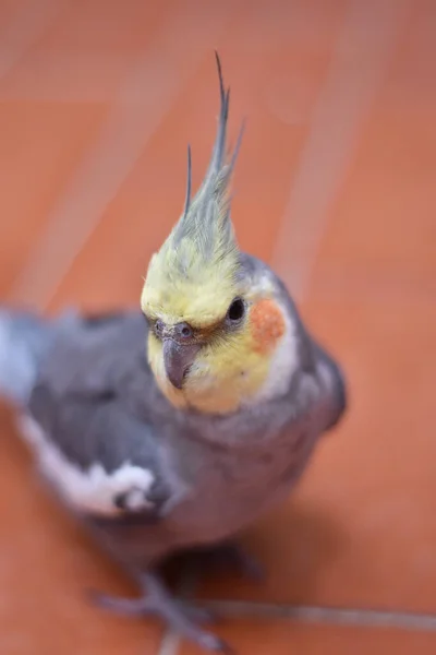 一只可爱的小鹦鹉 也叫威洛鹦鹉 栖息在地板上 这张垂直的照片就是它的名字 — 图库照片