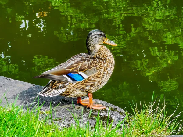 Nahaufnahme Einer Ente Die Der Nähe Des Teiches Steht — Stockfoto