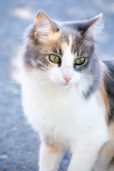 一只长着绿眼睛的漂亮毛茸茸的猫 — 图库照片