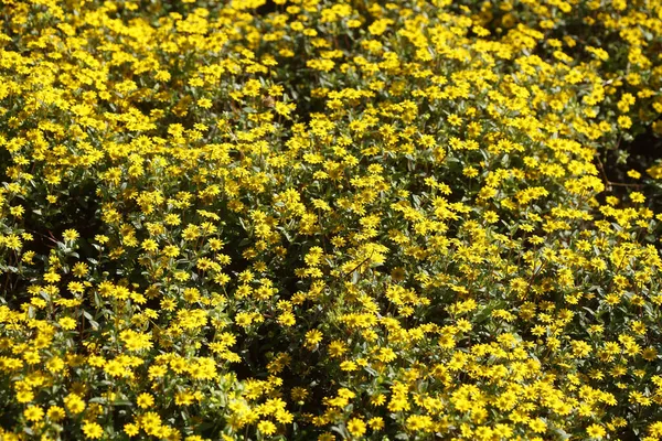 Wysoki Kąt Strzał Kwitnących Gelbe Blumen Kwiaty — Zdjęcie stockowe