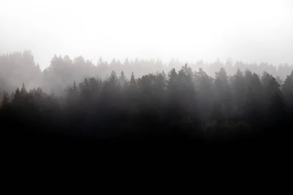 針葉樹の並木が続く霧深い森の風景 — ストック写真