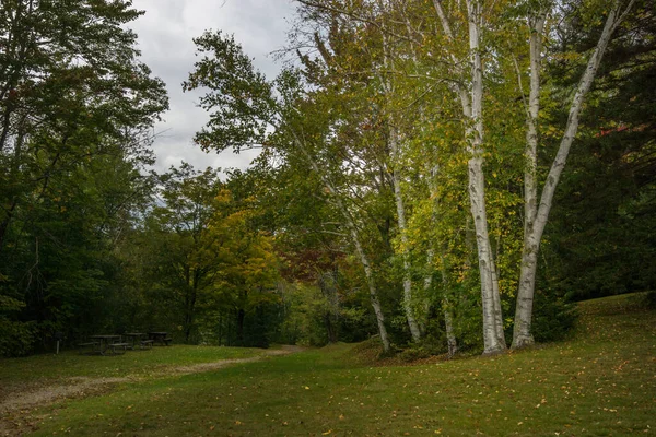 Ein Schöner Park Mit Üppig Grünen Bäumen Unter Einem Bewölkten — Stockfoto