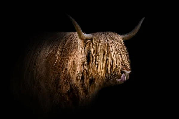 Een Portret Van Een Stier Geïsoleerd Een Zwarte Achtergrond — Stockfoto