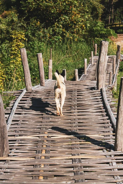 Nahaufnahme Eines Hundes Der Auf Einer Uferpromenade Einem Dorf Spaziert — Stockfoto