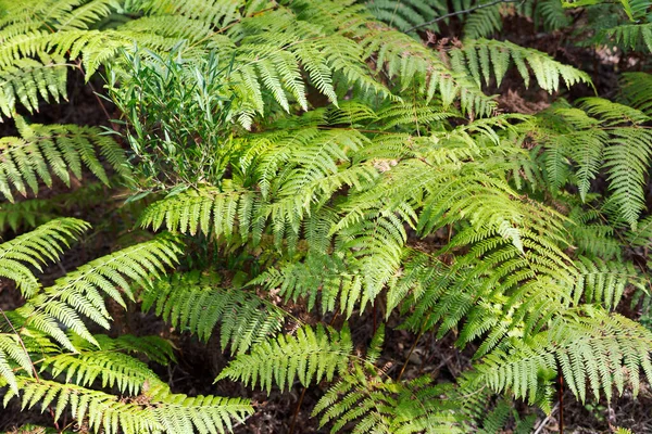 Krásný Záběr Listí Stromu Lese — Stock fotografie