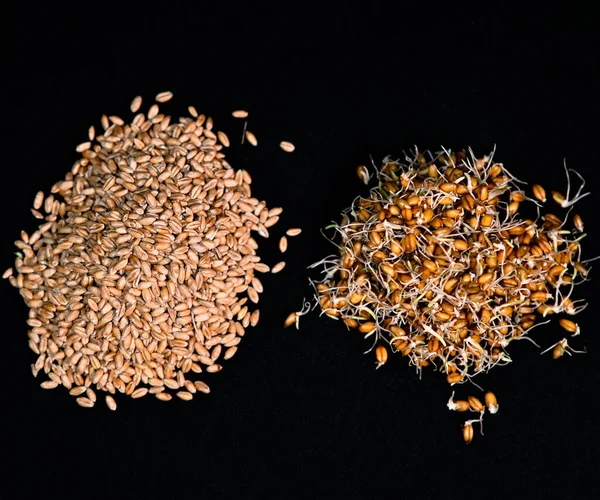 Вид Зверху Пророщеної Пшениці Сирої Пшениці Чорному Тлі — стокове фото