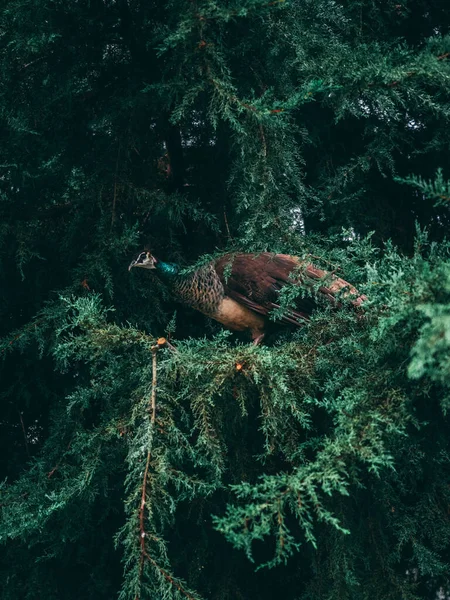 Vertikální Záběr Páva Sedícího Borovici — Stock fotografie