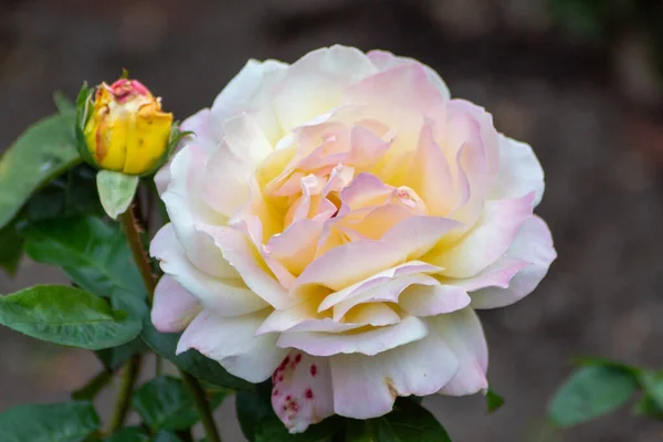 Primer Plano Una Delicada Rosa Blanca Con Tinte Amarillo Precioso — Foto de Stock