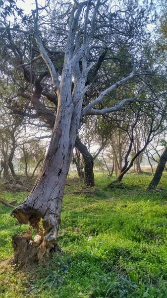 Een Prachtig Uitzicht Oude Hoge Bomen Het Grasveld Het Platteland — Stockfoto