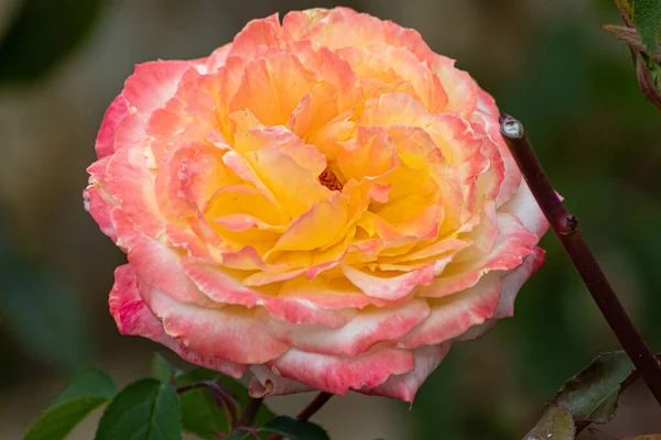 在一个可爱的花园里 一朵艳丽的黄色 粉色和白色的花闪烁着光芒 这是一张特写镜头 — 图库照片