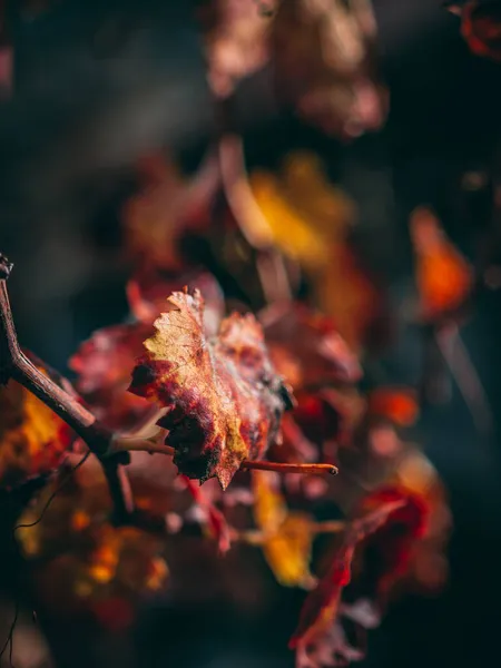 Pionowy Rzut Selektywny Suszonych Żółtych Liści Jesienią — Zdjęcie stockowe