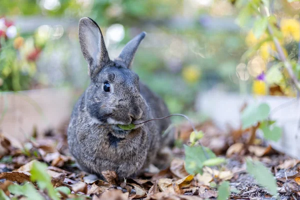 Kurumuş Yaprakların Üzerinde Arka Planı Bulanık Sevimli Bir Tavşanın Yakın — Stok fotoğraf