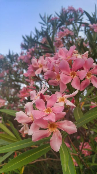 Colpo Verticale Dei Fiori Rosa Del Orchid Che Fioriscono Giardino — Foto Stock