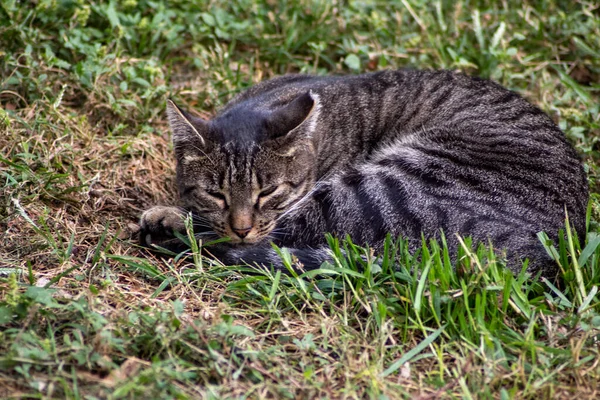 Magnifique Chat Tabby Rayé Enroulé Sur Sol Endormi Dans Parc — Photo