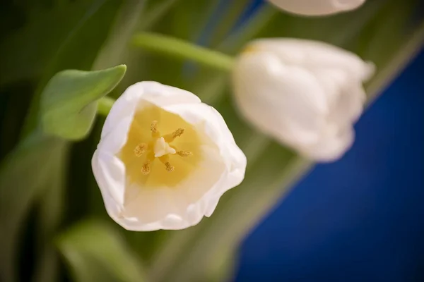 Zbliżenie Bukietu Pięknych Białych Tulipanów — Zdjęcie stockowe