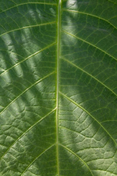 Close Vertical Uma Bela Folha Verde Com Sol Brilhando Sobre — Fotografia de Stock