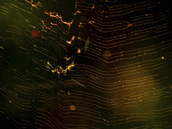 Eine Nahaufnahme Von Spinnennetzen Auf Einem Feld Sonnenlicht Mit Verschwommenem — Stockfoto