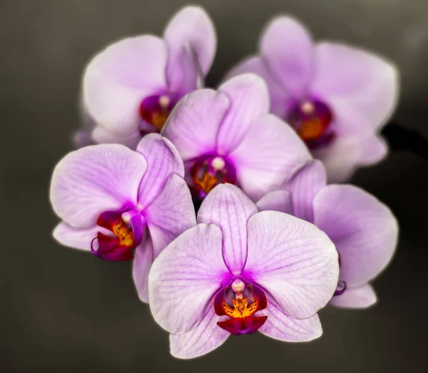 Tiro Closeup Flores Roxas Orchid Encontro Fundo Escuro — Fotografia de Stock