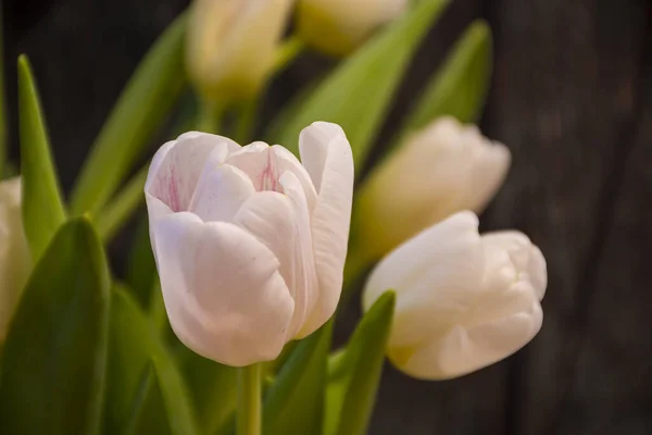 Gros Plan Bouquet Belles Tulipes Blanches — Photo