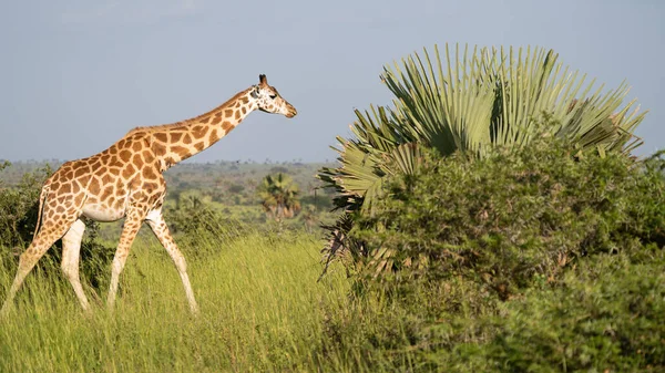 Une Vue Latérale Une Jolie Girafe Baringo Parc National Des — Photo