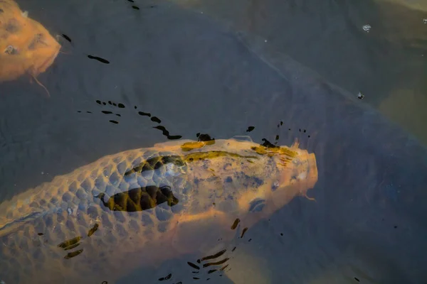 Eine Nahaufnahme Von Goldfischen Wasser — Stockfoto