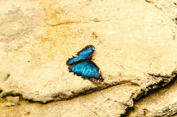 Shallow Focus Beautiful Morpho Peleides Blue Morpho Fjäril Gröna Blad — Stockfoto