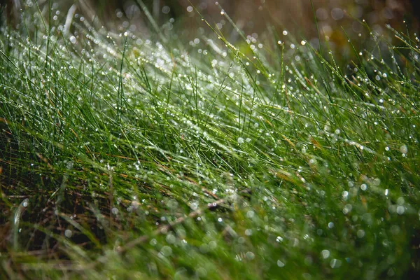 Una Macro Toma Hierba Borrosa Con Gotas Agua — Foto de Stock