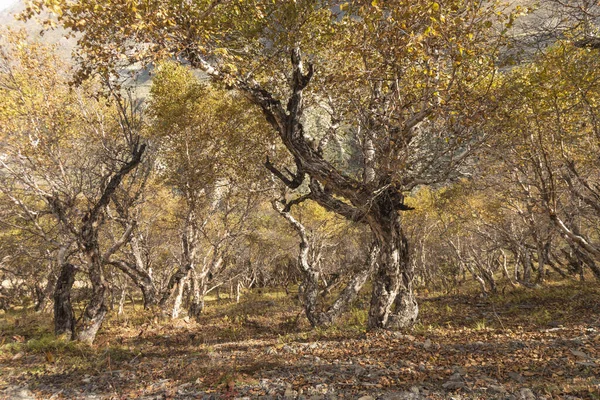 Dichte Bomen Het Bos — Stockfoto