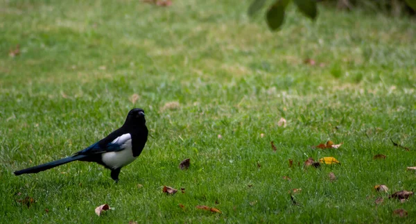 Magpie Bonito Olhando Redor Curiosamente Campo Verde Vibrante Deserto — Fotografia de Stock