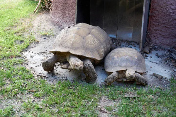 Uma Bela Foto Duas Tartarugas Saindo Sua Casa Para Grama — Fotografia de Stock