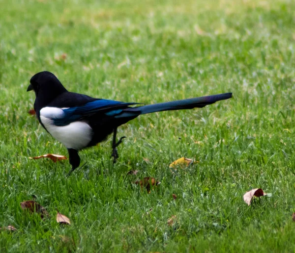 Beautiful Magpie Vibrant Green Field Grass Sunny Day — Stock Photo, Image