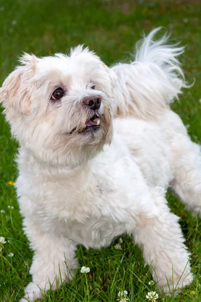 Tiro Vertical Belo Pequeno Cão Branco Correndo Torno Grama Verde — Fotografia de Stock