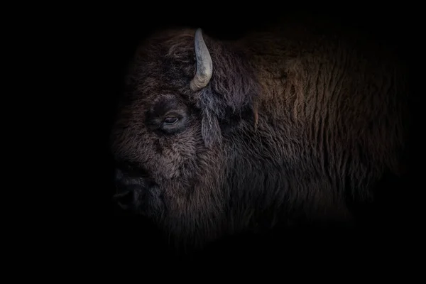 Porträt Eines Büffels Isoliert Auf Schwarzem Hintergrund — Stockfoto