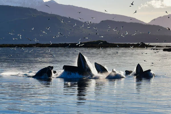 Grupo Orcas Que Salen Del Agua Del Océano Para Atrapar — Foto de Stock