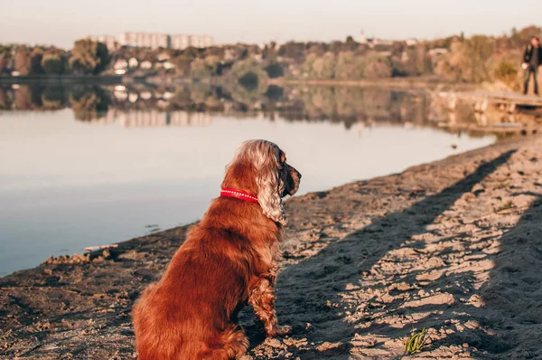 湖の近くでかわいい犬のクローズアップショット — ストック写真