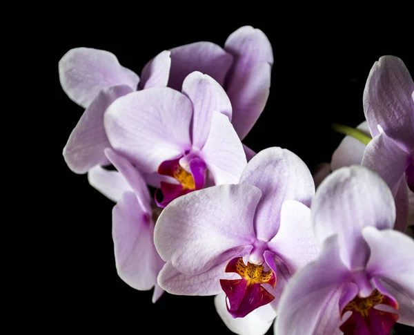 Eine Nahaufnahme Lila Orchideenblüten Isoliert Auf Dunklem Hintergrund — Stockfoto