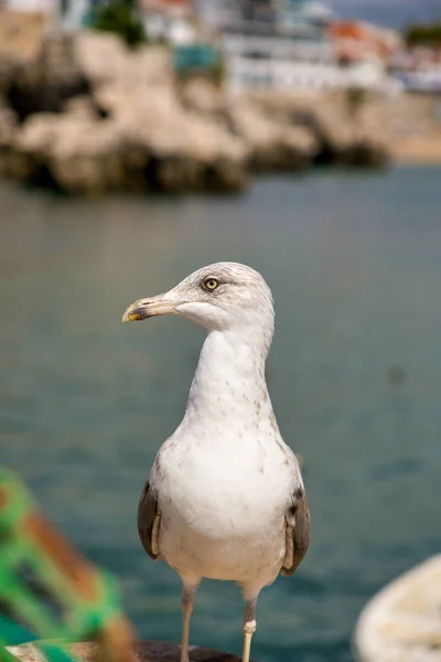 Gros Plan Une Mouette Assise Sur Rivage — Photo