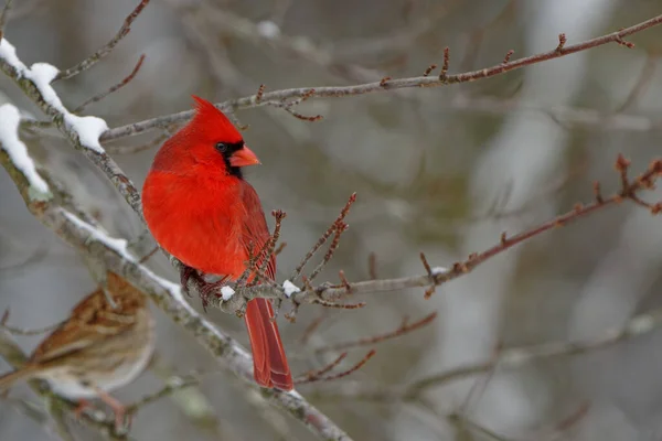 Гарний Знімок Милого Червоного Птаха Чорним Обличчі Стоїть Гілці Снігом — стокове фото