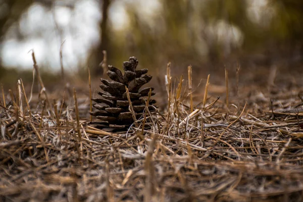 Closeup Shot Pine Cone Fallen Dry Grass — Stock Photo, Image