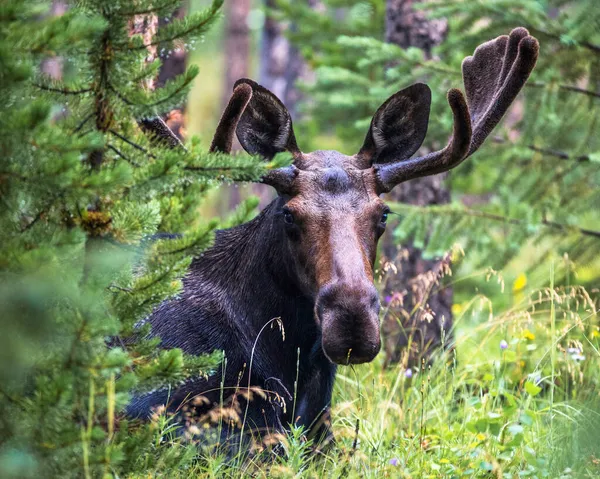 Closeup Juvenile Bull Moose Forest — Stock Photo, Image