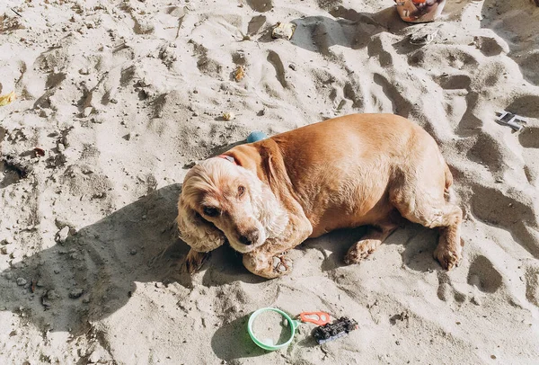 Ein Schuss Von Einem Süßen Hund Einem Meer — Stockfoto