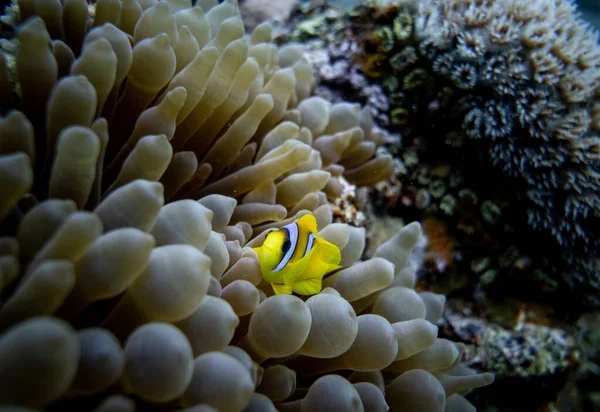 Närbild Bild Gul Clownfisk Eller Anemonefish Amphiprioninae Simma Nära Havet — Stockfoto