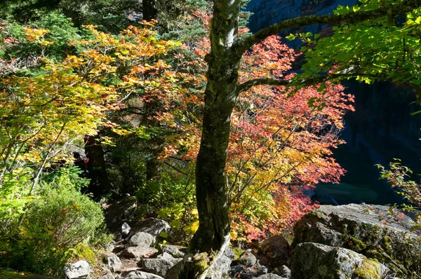 Μια Όμορφη Θέα Ενός Δάσους Φθινόπωρο — Φωτογραφία Αρχείου