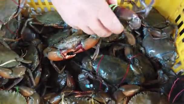 Close Beelden Van Levende Krabben Markt — Stockvideo