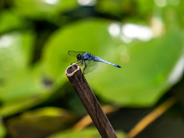 Greater Blue Skimmer Orthetrum Melania Rests Dry Reed Garden Pond — Stock Photo, Image